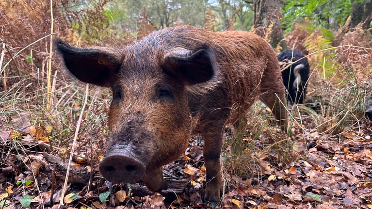Pig in woodland, chestnut brown with long snout. Staring straight into the camera.